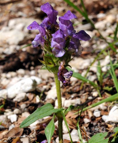 Prunella grandiflora